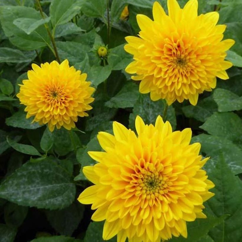 Helianthus decapetalus Soleil d'Or - Soleil vivace (Floraison)