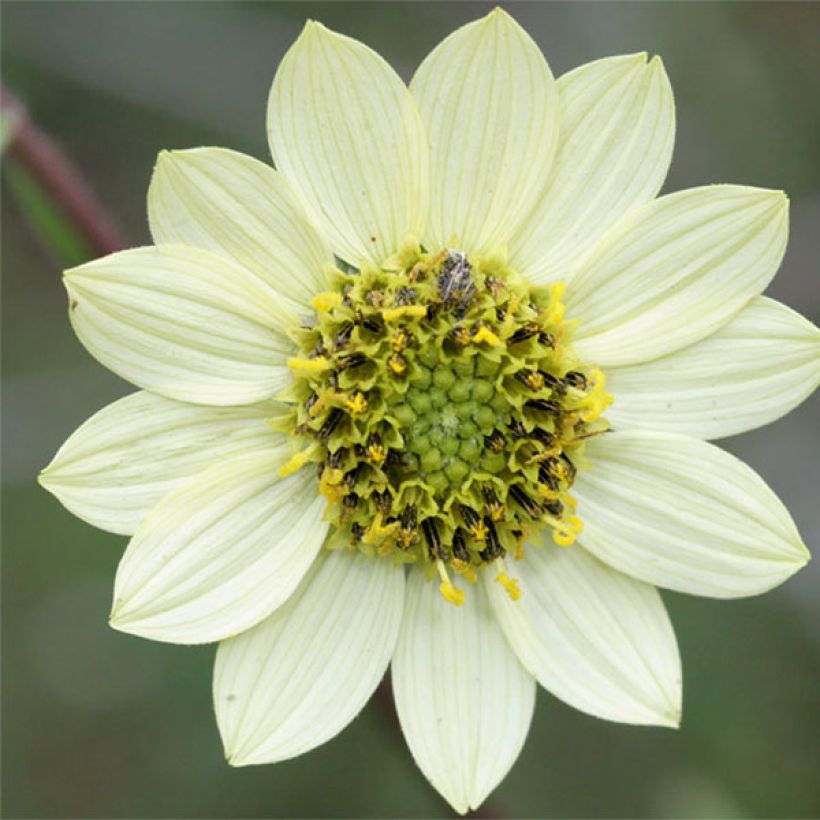 Helianthus giganteus Sheila's Sunshine - Soleil vivace géant (Floraison)