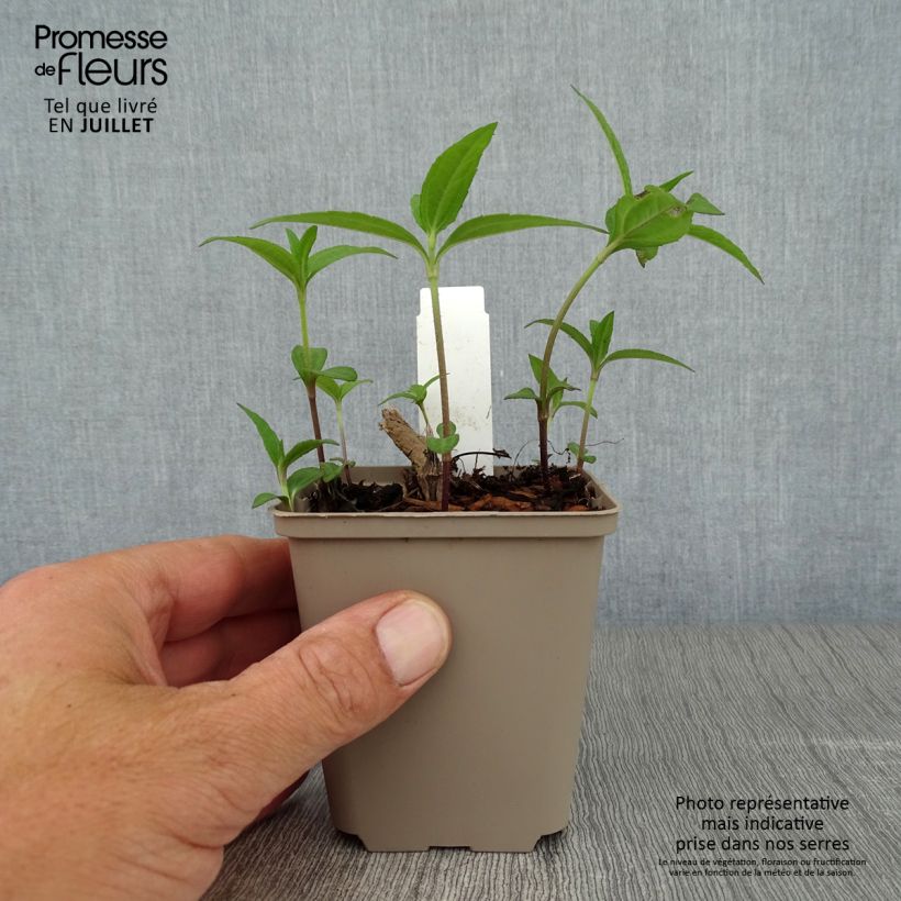 Spécimen de Helianthus giganteus Sheila's Sunshine - Soleil vivace géant Godet de 8/9 cm tel que livré en été