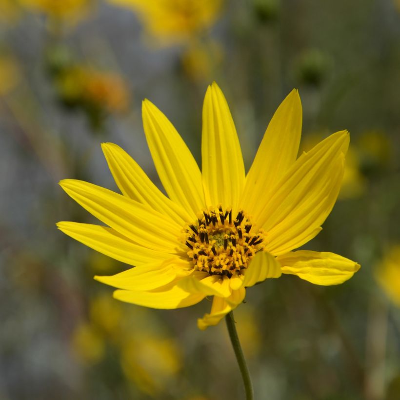 Helianthus hybride Lemon Queen - Soleil Vivace (Floraison)