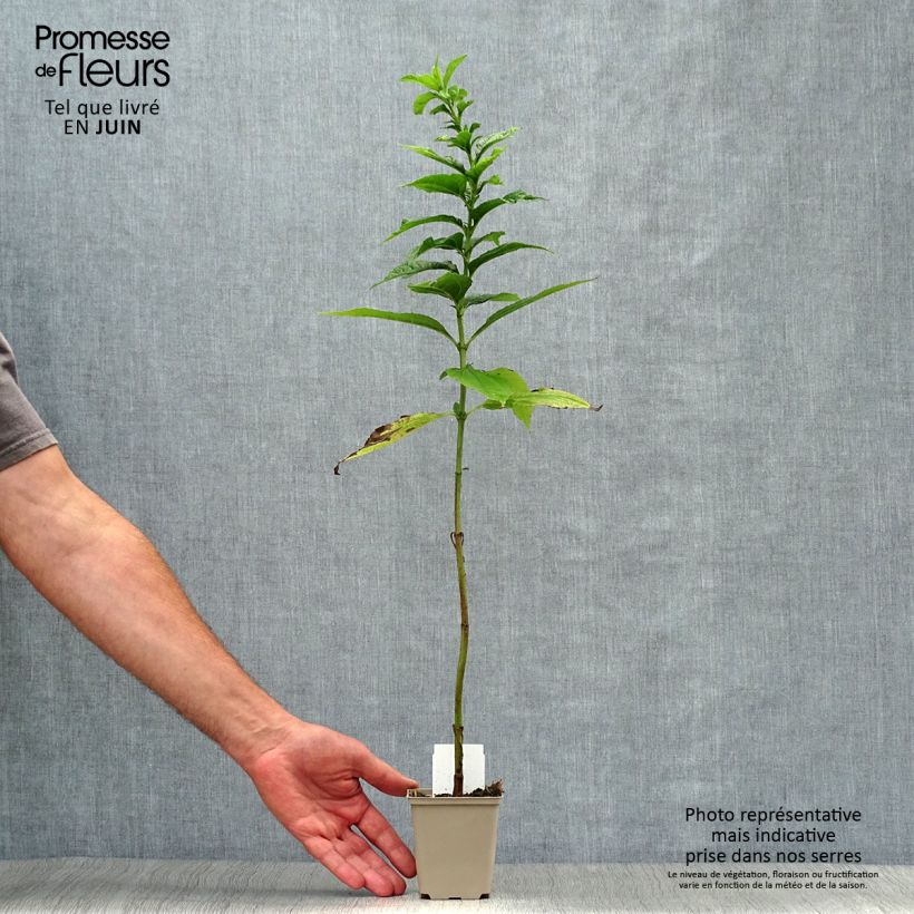 Spécimen de Helianthus hybride Lemon Queen - Soleil Vivace Godet de 8/9 cm tel que livré en été