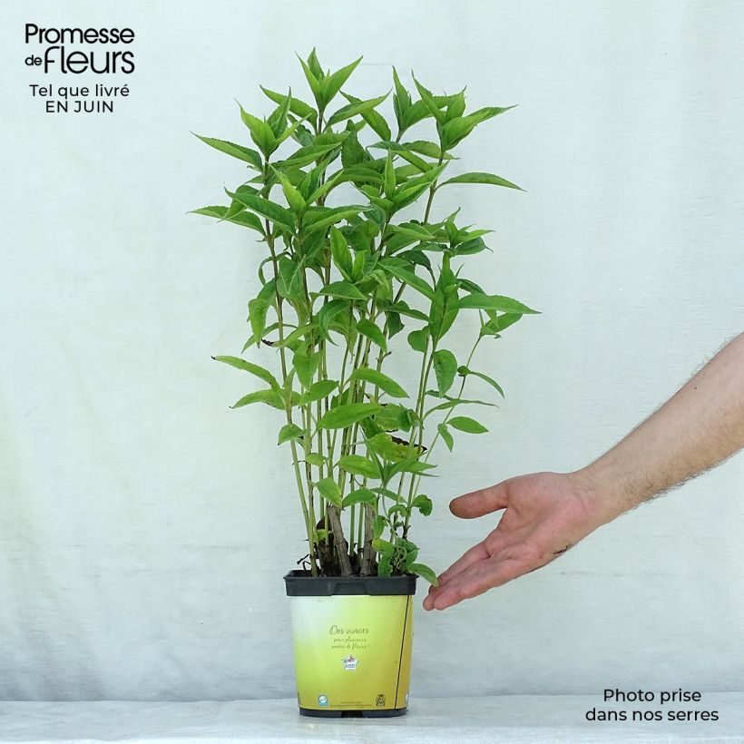 Spécimen de Helianthus hybride Lemon Queen - Soleil Vivace Pot de 2L/3L tel que livré en été