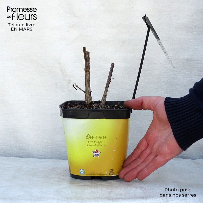 Spécimen de Helianthus hybride Lemon Queen - Soleil Vivace en pot de 2/3 litres tel que livré au printemps