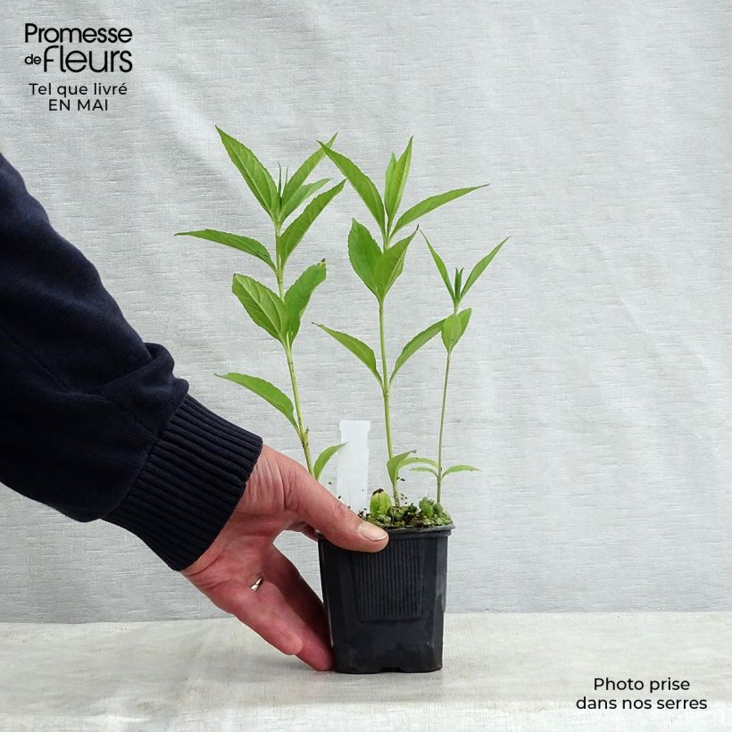 Spécimen de Helianthus hybride Lemon Queen - Soleil Vivace en godet de 9 cm tel que livré au printemps