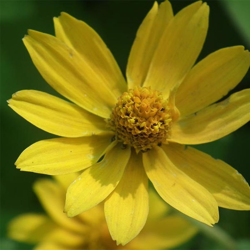 Helianthus microcephalus - Soleil vivace à petites fleurs (Floraison)