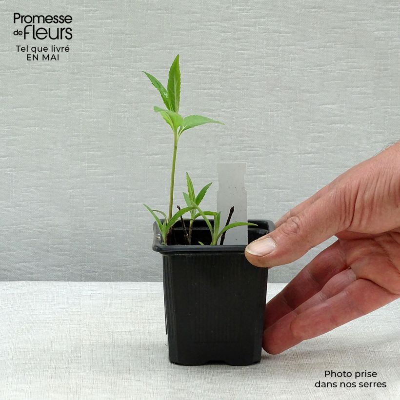Spécimen de Helianthus microcephalus - Soleil vivace à petites fleurs Godet de 9cm tel que livré au printemps