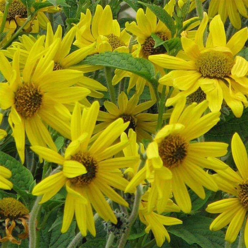 Helianthus mollis - Soleil vivace  (Floraison)