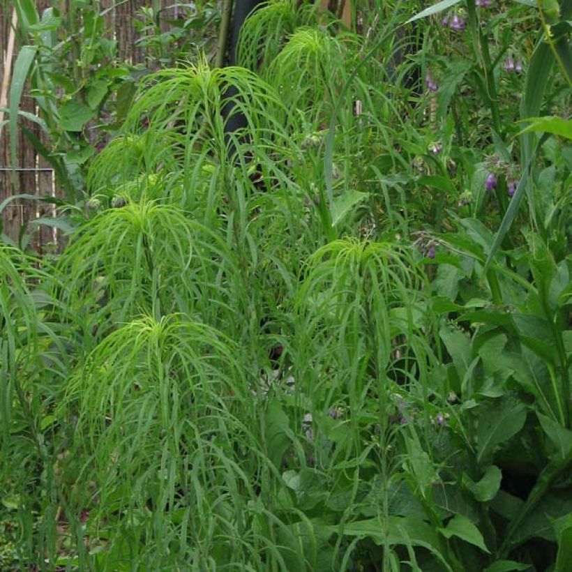 Helianthus salicifolius - Soleil Vivace (Port)