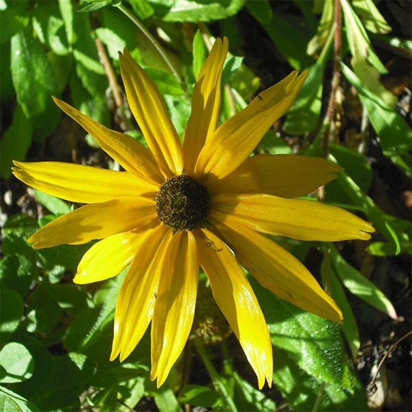 Helianthus salicifolius Table Mountain - Soleil vivace à feuilles de saule (Floraison)