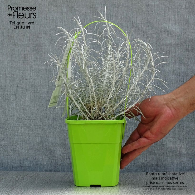 Spécimen de Helichrysum Korma - Immortelle d'Italie, plante curry Pot de 2L/3L tel que livré en été
