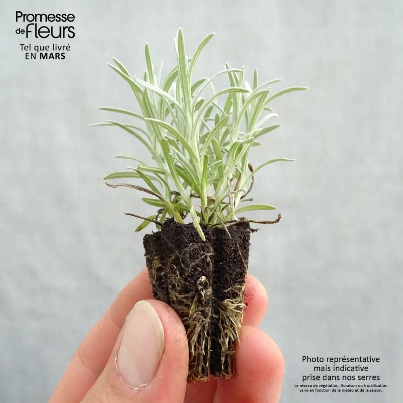 Spécimen de Helichrysum italicum - Plante-curry BIO en plants Mini-motte 3 cm tel que livré au printemps
