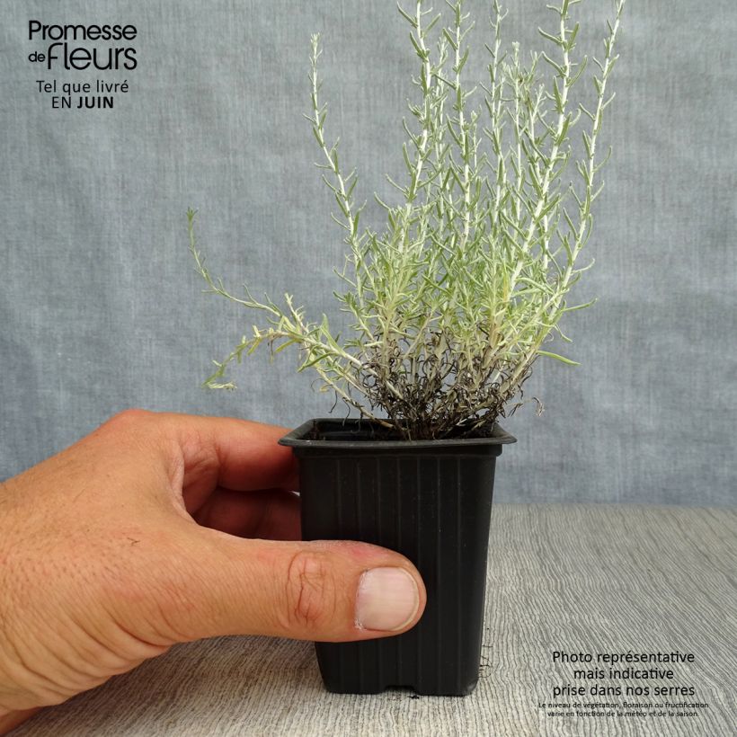 Spécimen de Helichrysum italicum - Plante-curry Godet de 7/8 cm tel que livré en été