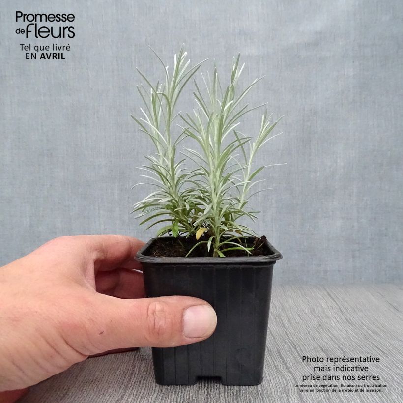 Spécimen de Helichrysum italicum - Plante-curry Godet de 7cm tel que livré au printemps