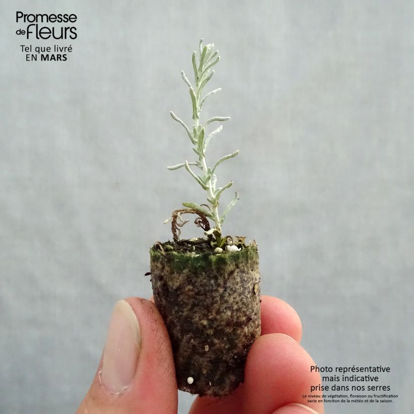 Spécimen de Helichrysum italicum - Plante-curry en plants - Mini-motte tel que livré au printemps