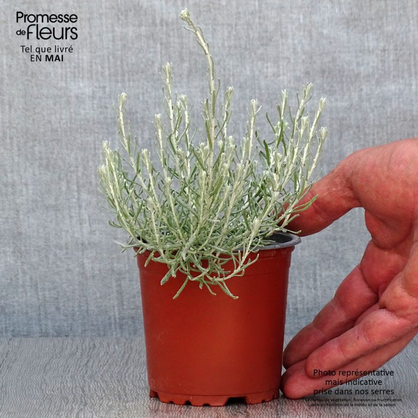 Spécimen de Helichrysum italicum - Plante-curry en plants godet de 8/9cm tel que livré au printemps