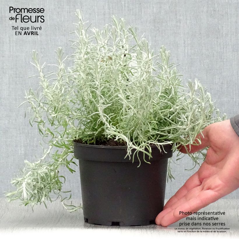 Spécimen de Helichrysum italicum ssp. microphyllum - Plante curry tel que livré au printemps