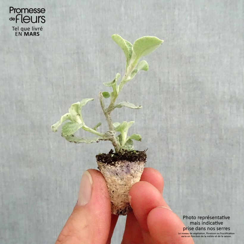 Spécimen de Helichrysum petiolare Silver Mini-motte 3 cm tel que livré au printemps