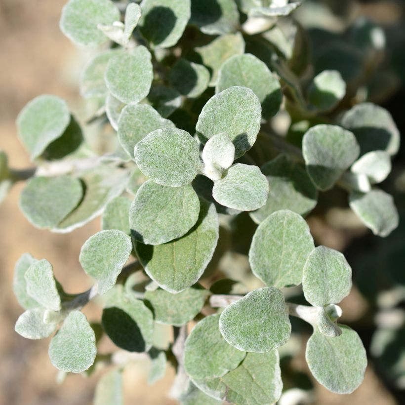 Helichrysum petiolare Silver (Feuillage)