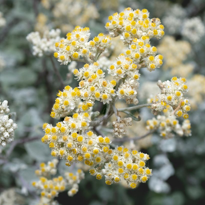 Helichrysum petiolare Silver (Floraison)