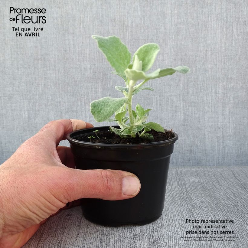 Spécimen de Helichrysum petiolare Silver - godet de 8/9cm tel que livré au printemps