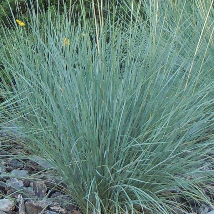 Avoine bleue - Helictotrichon sempervirens (Feuillage)