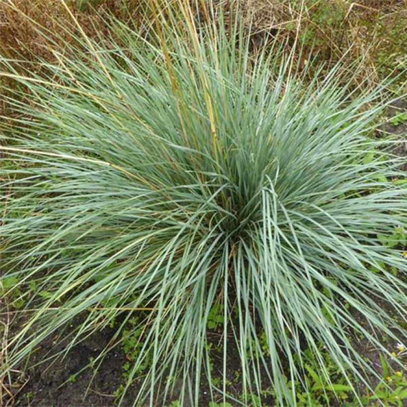 Avoine bleue - Helictotrichon sempervirens Pendula (Feuillage)