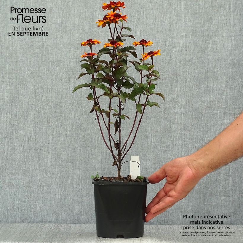Spécimen de Heliopsis Luna Roja - Héliopsis faux hélianthe Pot de 2L/3L tel que livré en automne
