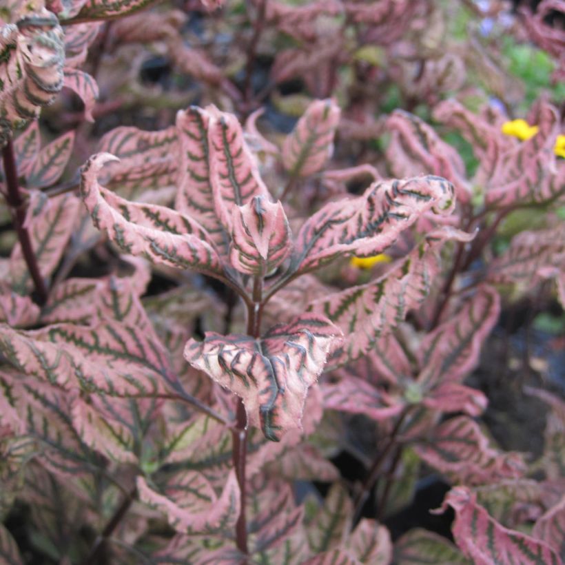 Heliopsis Summer Pink - Héliopsis faux hélianthe (Feuillage)