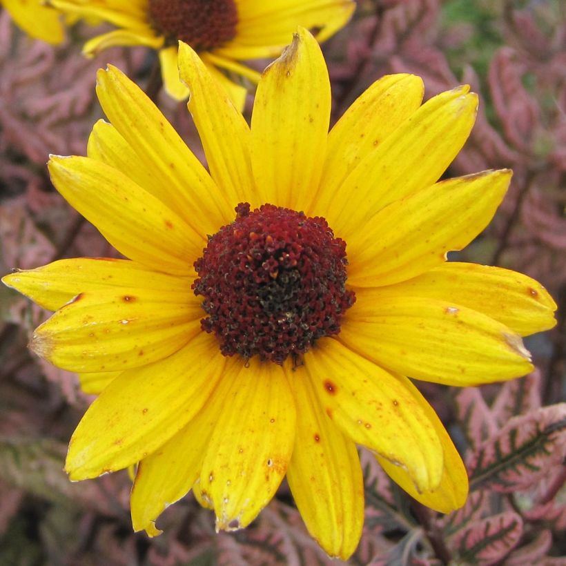 Heliopsis Summer Pink - Héliopsis faux hélianthe (Floraison)