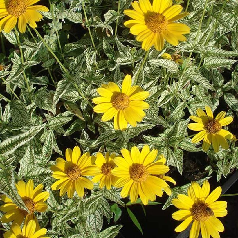 Heliopsis helianthoïdes Loraine Sunshine - Héliopsis faux hélianthe (Floraison)