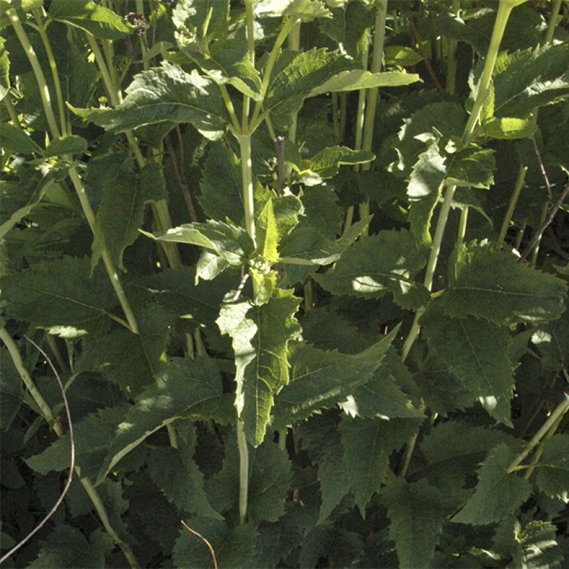 Heliopsis helianthoides Summer Sun - Héliopsis faux hélianthe  (Feuillage)