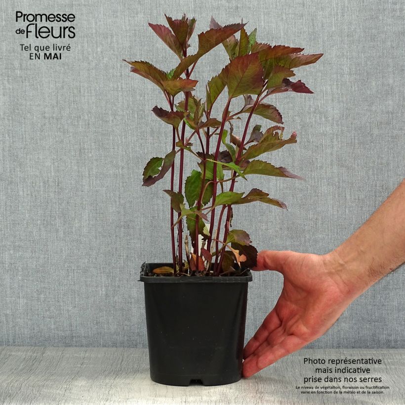 Spécimen de Heliopsis helianthoides Funky Spinner - Héliopsis faux-hélianthe - Pot de 2L/3L tel que livré au printemps