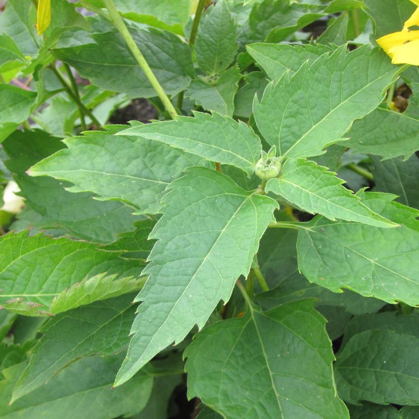 Heliopsis helianthoides Mars - Héliopsis faux hélianthe  (Feuillage)