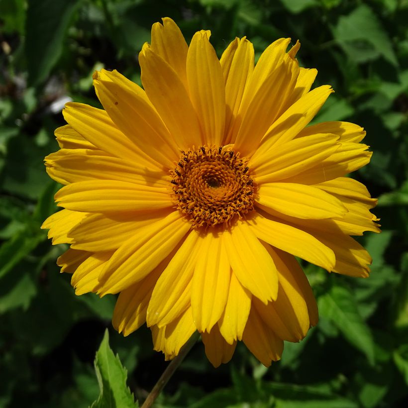 Heliopsis helianthoides Mars - Héliopsis faux hélianthe  (Floraison)