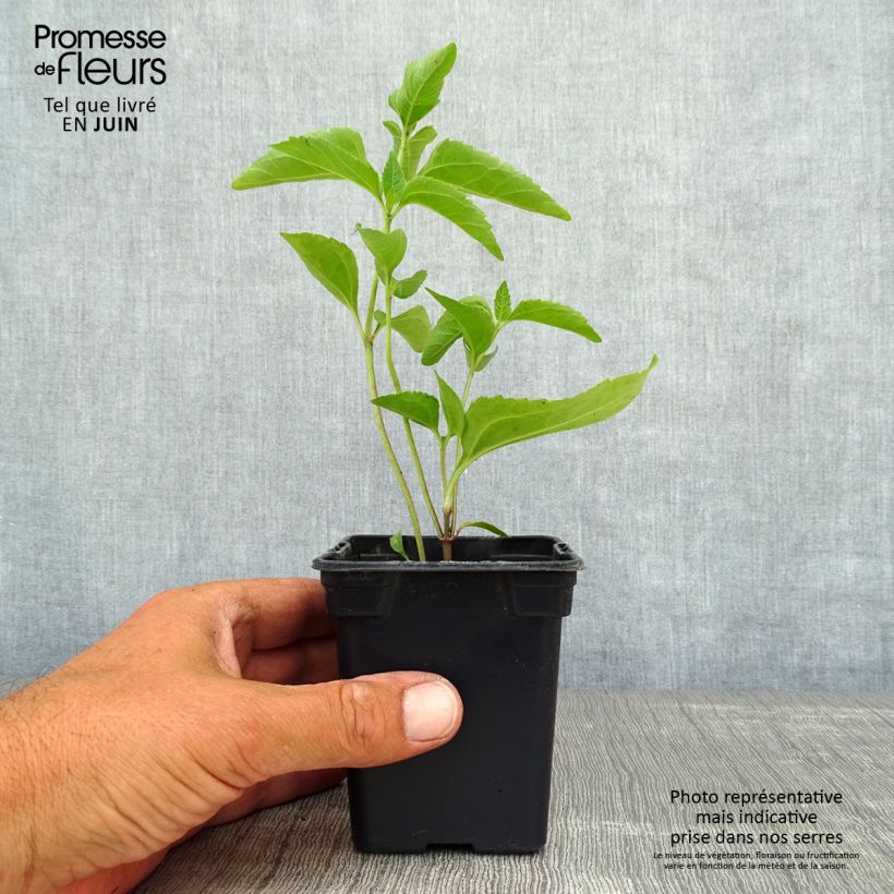 Spécimen de Heliopsis helianthoides Summer Sun - Héliopsis faux hélianthe  Godet de 7/8 cm tel que livré en été