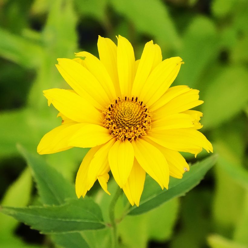 Heliopsis helianthoides Summer Sun - Héliopsis faux hélianthe  (Floraison)