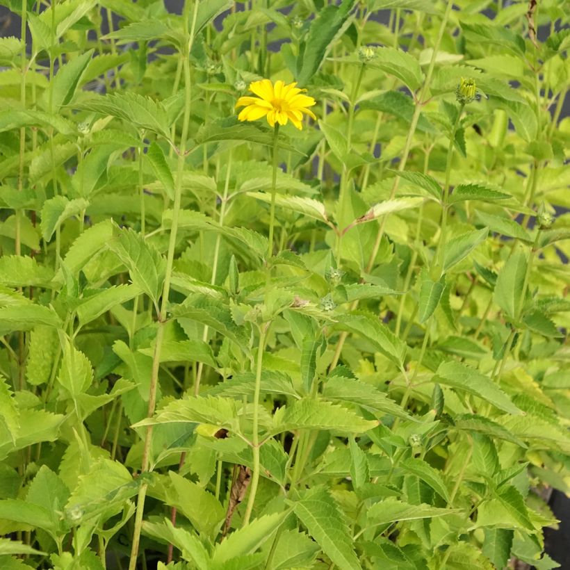 Heliopsis helianthoides Summer Sun - Héliopsis faux hélianthe  (Port)