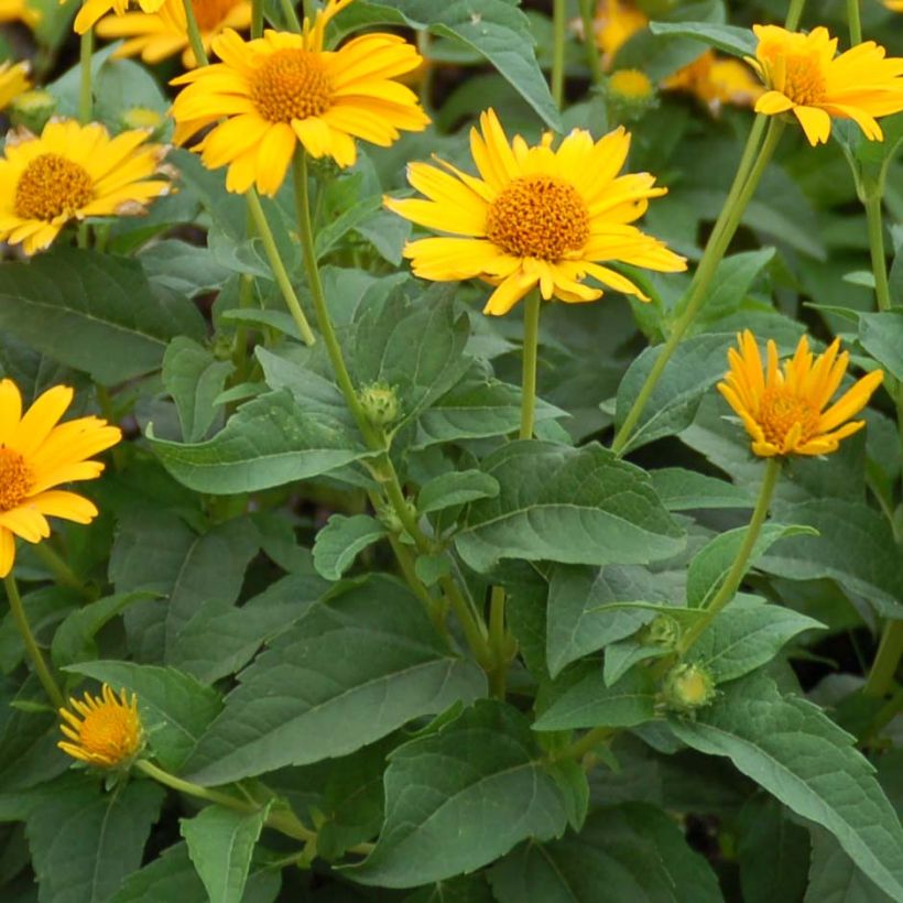 Heliopsis helianthoides Tuscan Sun - Héliopsis faux-hélianthe. (Feuillage)