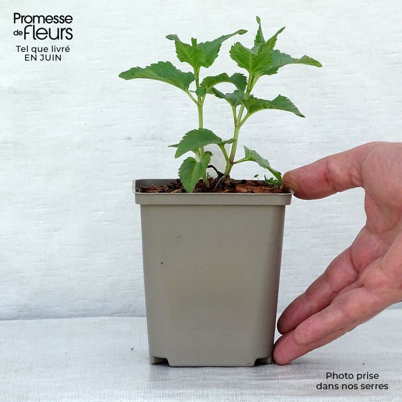 Spécimen de Heliopsis helianthoides Tuscan Sun - Héliopsis faux-hélianthe. Pot de 10 cm/11cm tel que livré en été