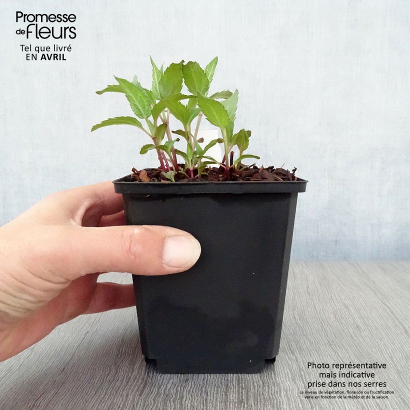Spécimen de Heliopsis helianthoides Tuscan Sun - Héliopsis faux-hélianthe. Pot de 10 cm/11cm tel que livré au printemps