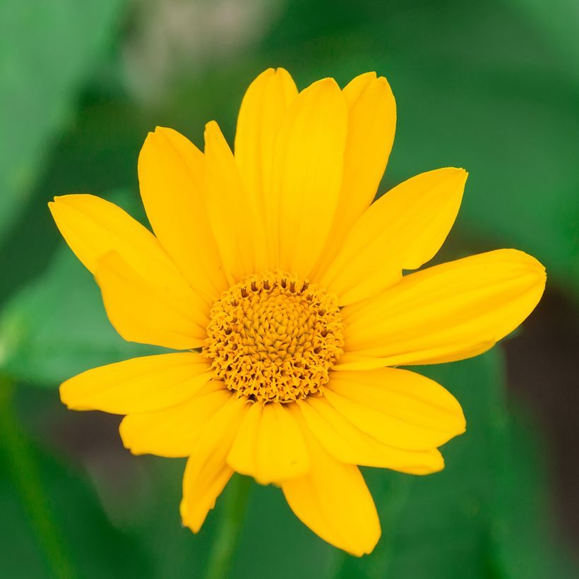 Heliopsis helianthoides Tuscan Sun - Héliopsis faux-hélianthe. (Floraison)