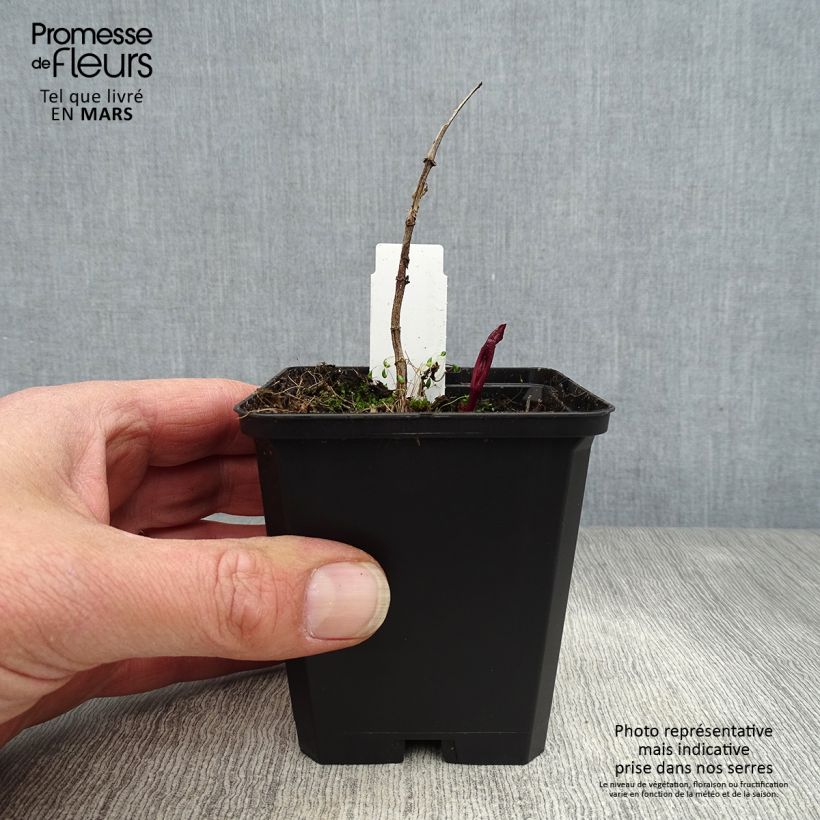 Spécimen de Heliopsis helianthoides Venus - Héliopsis faux-hélianthe Godet de 9cm tel que livré au printemps