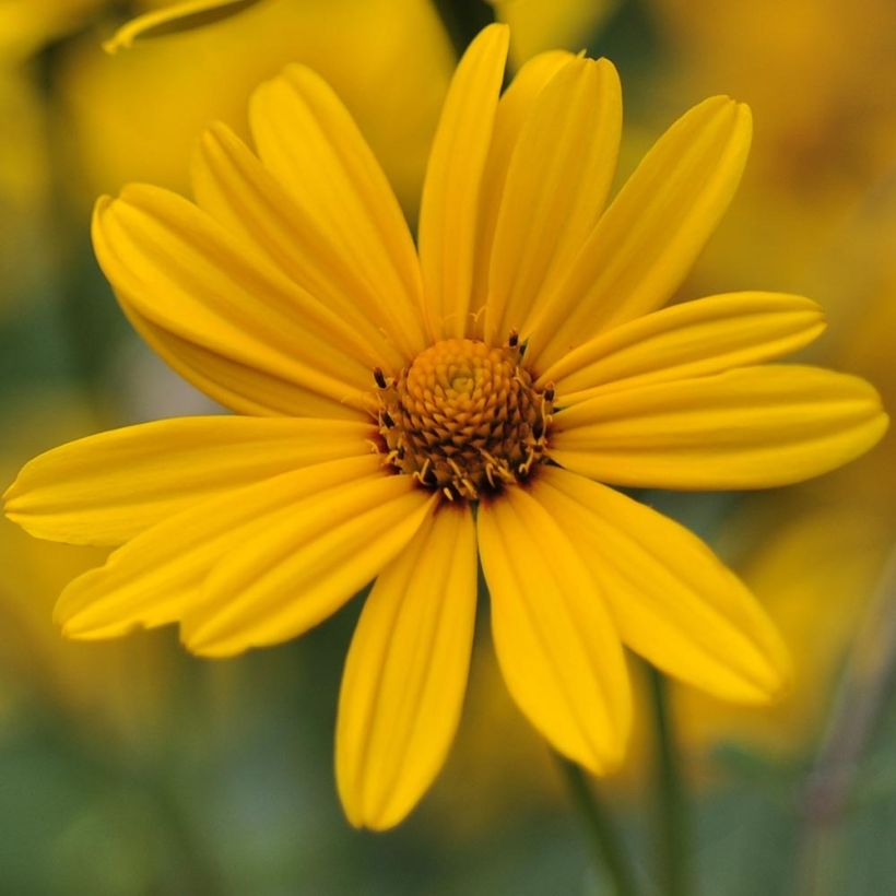 Heliopsis helianthoïdes var. scabra (Floraison)