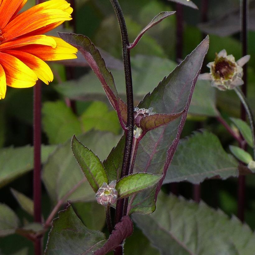 Heliopsis helianthoides Burning Hearts - Héliopsis faux hélianthe  (Feuillage)