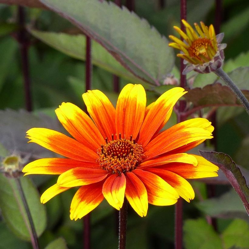 Heliopsis helianthoides Burning Hearts - Héliopsis faux hélianthe  (Floraison)