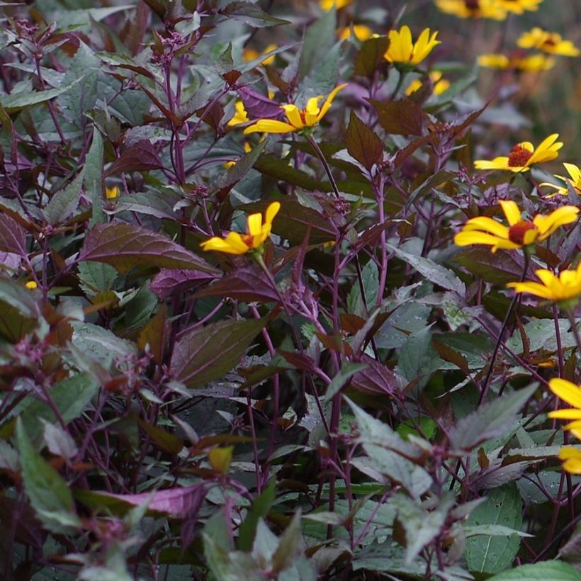 Heliopsis helianthoïdes var. scabra Summer Nights (Feuillage)