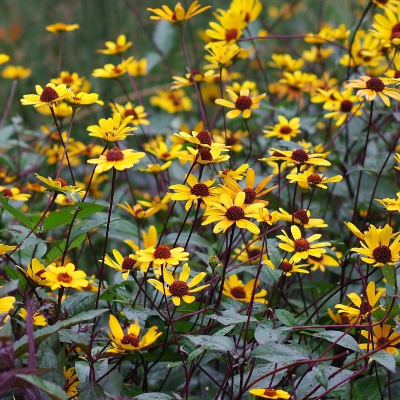 Heliopsis helianthoïdes var. scabra Summer Nights (Floraison)