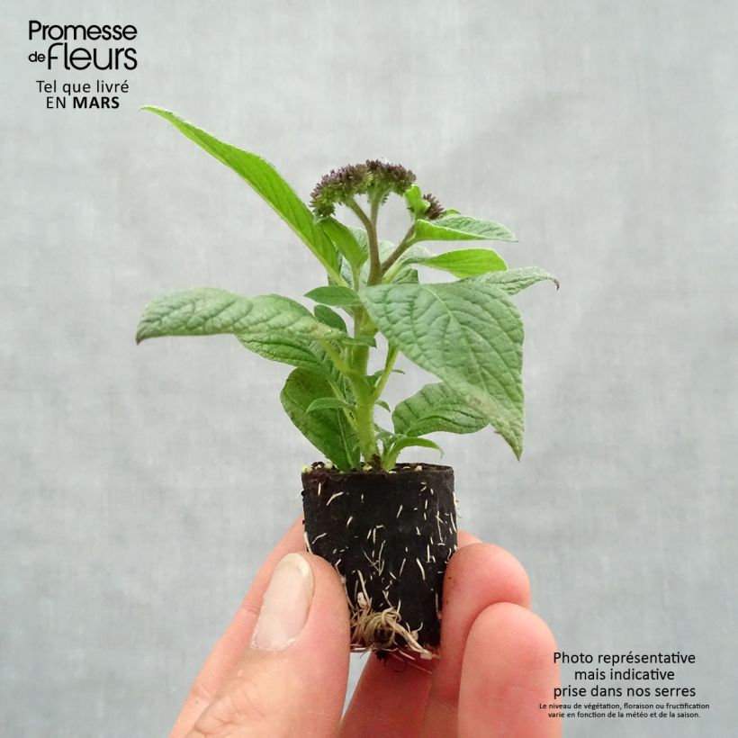 Spécimen de Héliotrope du Pérou Marine - Heliotropium arborescens Mini-motte 4 cm tel que livré au printemps