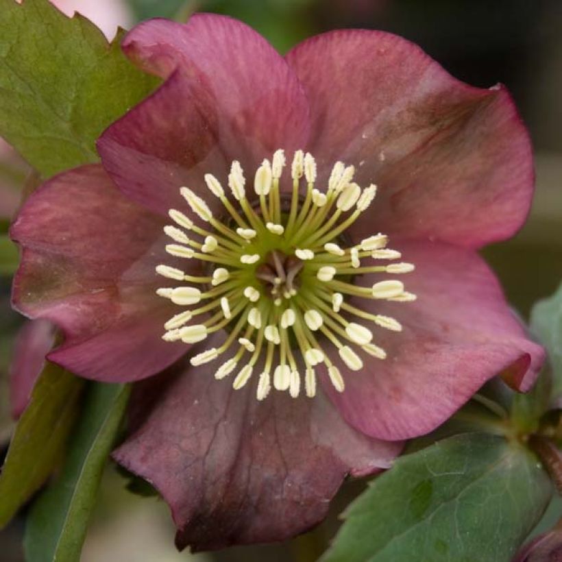 Hellébore orientale Rouge (Floraison)