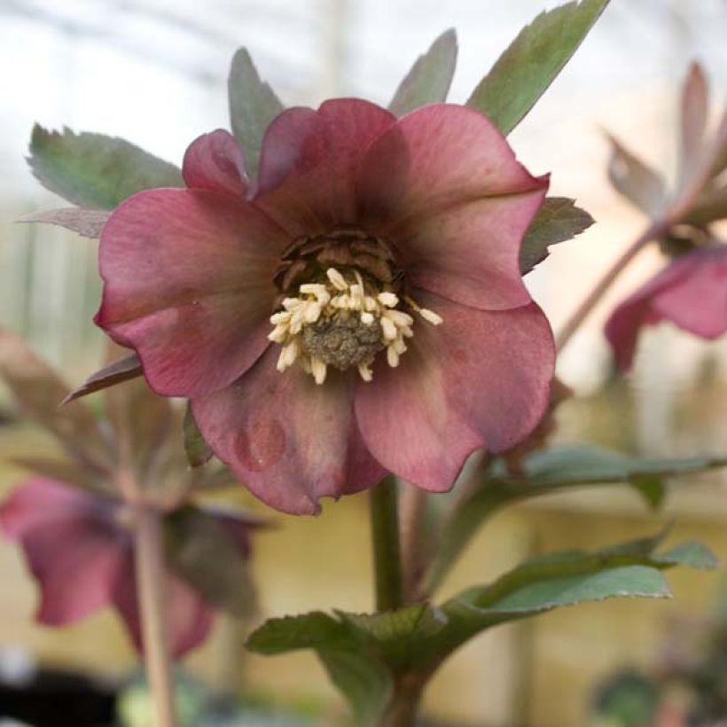 Helleborus abchasicus - Hellébore d'Abkhazie (Floraison)